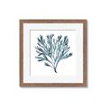 Picture of Teal Coral  _GroupedProduct_Square_Framed_Matted_