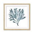 Picture of Teal Coral  _GroupedProduct_Square_Framed_Matted_
