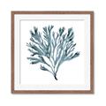 Picture of Teal Coral  _GroupedProduct_Square_Framed_Matted_
