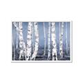 Picture of Plain White Birches _GroupedProduct_Rectangle_Landscape_Framed_Matted_