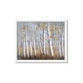 Picture of Birch Tree (yellow leaf) _GroupedProduct_Rectangle_Landscape_Framed_Matted_
