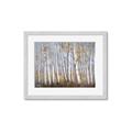 Picture of Birch Tree (yellow leaf) _GroupedProduct_Rectangle_Landscape_Framed_Matted_