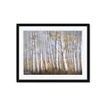 Picture of Birch Tree (yellow leaf) _GroupedProduct_Rectangle_Landscape_Framed_Matted_