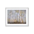 Picture of Birch Tree (yellow leaf) _GroupedProduct_Rectangle_Landscape_Framed_Matted_