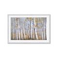 Picture of Birch Tree (yellow leaf) _GroupedProduct_Rectangle_Landscape_Framed_Matted_