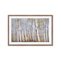 Picture of Birch Tree (yellow leaf) _GroupedProduct_Rectangle_Landscape_Framed_Matted_