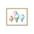 Picture of Seashells I  _GroupedProduct_Rectangle_Landscape_Framed_Matted_