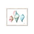Picture of Seashells I  _GroupedProduct_Rectangle_Landscape_Framed_Matted_