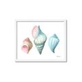 Picture of Seashells I  _GroupedProduct_Rectangle_Landscape_Framed_Matted_