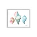 Picture of Seashells I  _GroupedProduct_Rectangle_Landscape_Framed_Matted_