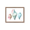 Picture of Seashells I  _GroupedProduct_Rectangle_Landscape_Framed_Matted_