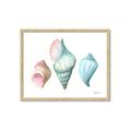Picture of Seashells I  _GroupedProduct_Rectangle_Landscape_Framed_Matted_