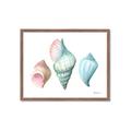 Picture of Seashells I  _GroupedProduct_Rectangle_Landscape_Framed_Matted_