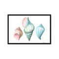 Picture of Seashells I  _GroupedProduct_Rectangle_Landscape_Framed_Matted_
