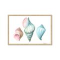 Picture of Seashells I  _GroupedProduct_Rectangle_Landscape_Framed_Matted_