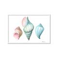 Picture of Seashells I  _GroupedProduct_Rectangle_Landscape_Framed_Matted_