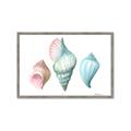 Picture of Seashells I  _GroupedProduct_Rectangle_Landscape_Framed_Matted_