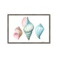 Picture of Seashells I  _GroupedProduct_Rectangle_Landscape_Framed_Matted_