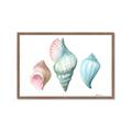 Picture of Seashells I  _GroupedProduct_Rectangle_Landscape_Framed_Matted_