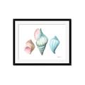 Picture of Seashells I  _GroupedProduct_Rectangle_Landscape_Framed_Matted_