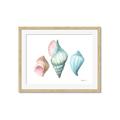 Picture of Seashells I  _GroupedProduct_Rectangle_Landscape_Framed_Matted_