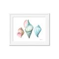 Picture of Seashells I  _GroupedProduct_Rectangle_Landscape_Framed_Matted_