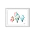 Picture of Seashells I  _GroupedProduct_Rectangle_Landscape_Framed_Matted_