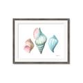 Picture of Seashells I  _GroupedProduct_Rectangle_Landscape_Framed_Matted_