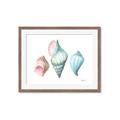 Picture of Seashells I  _GroupedProduct_Rectangle_Landscape_Framed_Matted_