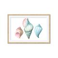 Picture of Seashells I  _GroupedProduct_Rectangle_Landscape_Framed_Matted_