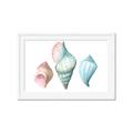 Picture of Seashells I  _GroupedProduct_Rectangle_Landscape_Framed_Matted_
