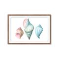 Picture of Seashells I  _GroupedProduct_Rectangle_Landscape_Framed_Matted_