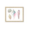 Picture of Seashells II  _GroupedProduct_Rectangle_Landscape_Framed_Matted_