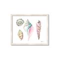 Picture of Seashells II  _GroupedProduct_Rectangle_Landscape_Framed_Matted_