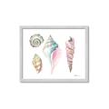 Picture of Seashells II  _GroupedProduct_Rectangle_Landscape_Framed_Matted_