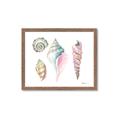 Picture of Seashells II  _GroupedProduct_Rectangle_Landscape_Framed_Matted_