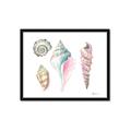 Picture of Seashells II  _GroupedProduct_Rectangle_Landscape_Framed_Matted_
