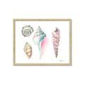 Picture of Seashells II  _GroupedProduct_Rectangle_Landscape_Framed_Matted_