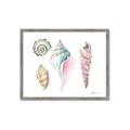 Picture of Seashells II  _GroupedProduct_Rectangle_Landscape_Framed_Matted_