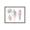 Picture of Seashells II  _GroupedProduct_Rectangle_Landscape_Framed_Matted_