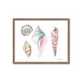 Picture of Seashells II  _GroupedProduct_Rectangle_Landscape_Framed_Matted_