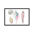 Picture of Seashells II  _GroupedProduct_Rectangle_Landscape_Framed_Matted_