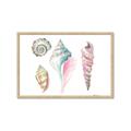 Picture of Seashells II  _GroupedProduct_Rectangle_Landscape_Framed_Matted_