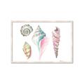 Picture of Seashells II  _GroupedProduct_Rectangle_Landscape_Framed_Matted_