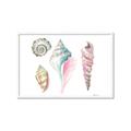 Picture of Seashells II  _GroupedProduct_Rectangle_Landscape_Framed_Matted_