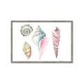 Picture of Seashells II  _GroupedProduct_Rectangle_Landscape_Framed_Matted_