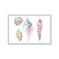 Picture of Seashells II  _GroupedProduct_Rectangle_Landscape_Framed_Matted_