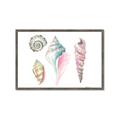 Picture of Seashells II  _GroupedProduct_Rectangle_Landscape_Framed_Matted_