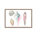 Picture of Seashells II  _GroupedProduct_Rectangle_Landscape_Framed_Matted_