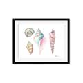Picture of Seashells II  _GroupedProduct_Rectangle_Landscape_Framed_Matted_